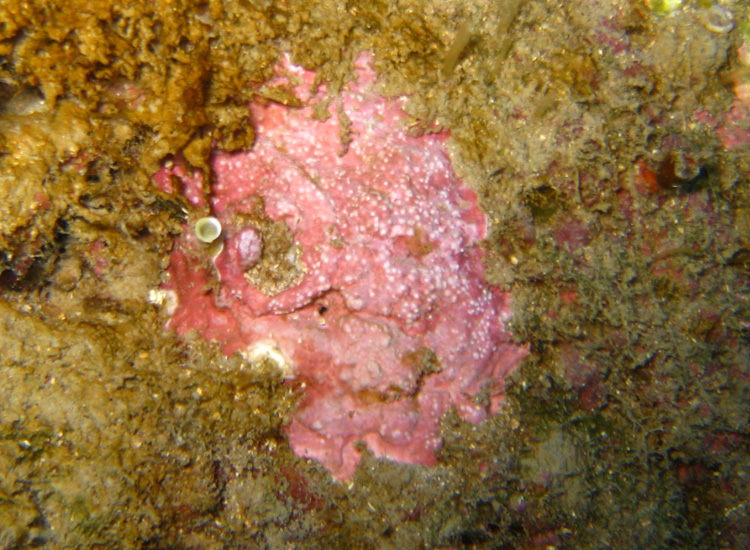 Pseudolithophyllum sp.